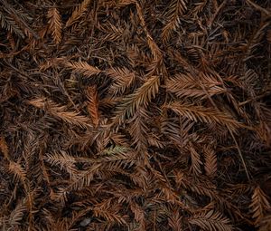 Preview wallpaper leaves, dry, brown, macro