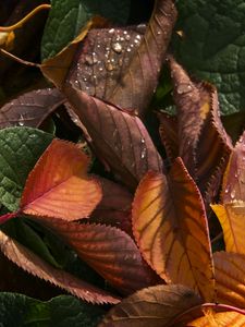 Preview wallpaper leaves, dry, drops, autumn, macro