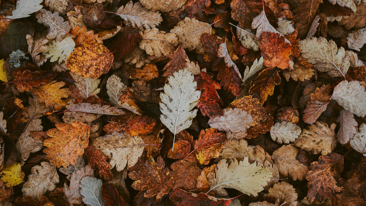 Wallpaper leaves, dry, fallen, autumn, foliage