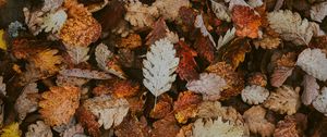 Preview wallpaper leaves, dry, fallen, autumn, foliage