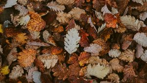 Preview wallpaper leaves, dry, fallen, autumn, foliage
