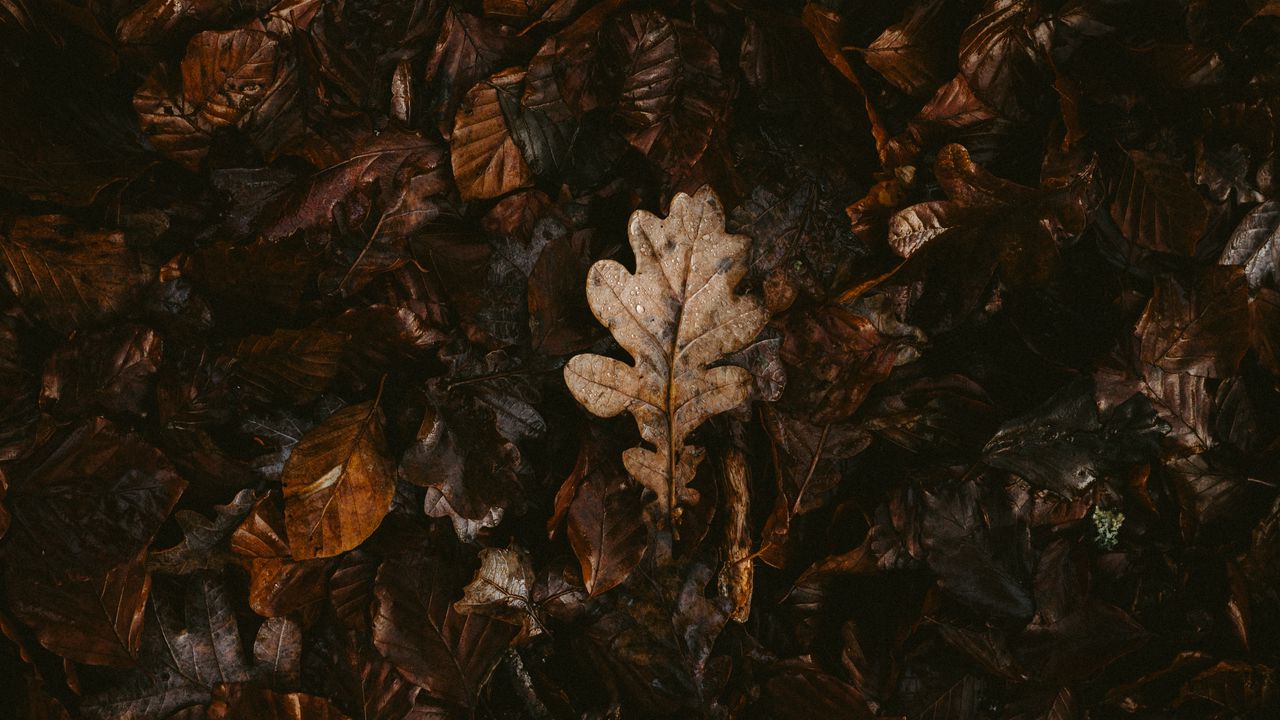 Wallpaper leaves, dry, fallen, autumn