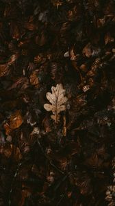 Preview wallpaper leaves, dry, fallen, autumn