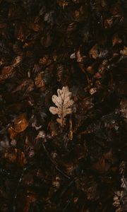 Preview wallpaper leaves, dry, fallen, autumn