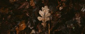 Preview wallpaper leaves, dry, fallen, autumn