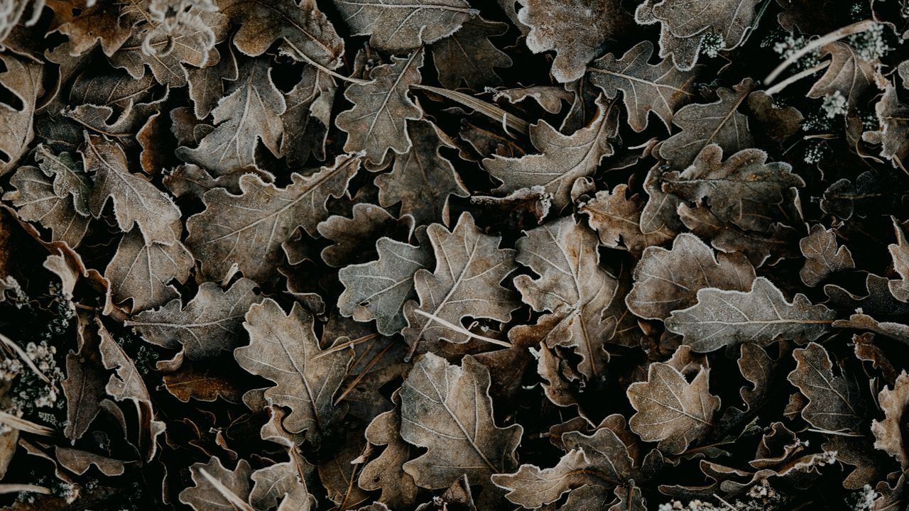 Wallpaper leaves, dry, fallen, macro