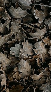 Preview wallpaper leaves, dry, fallen, macro