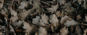 Preview wallpaper leaves, dry, fallen, macro