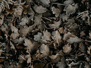 Preview wallpaper leaves, dry, fallen, macro