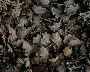 Preview wallpaper leaves, dry, fallen, macro