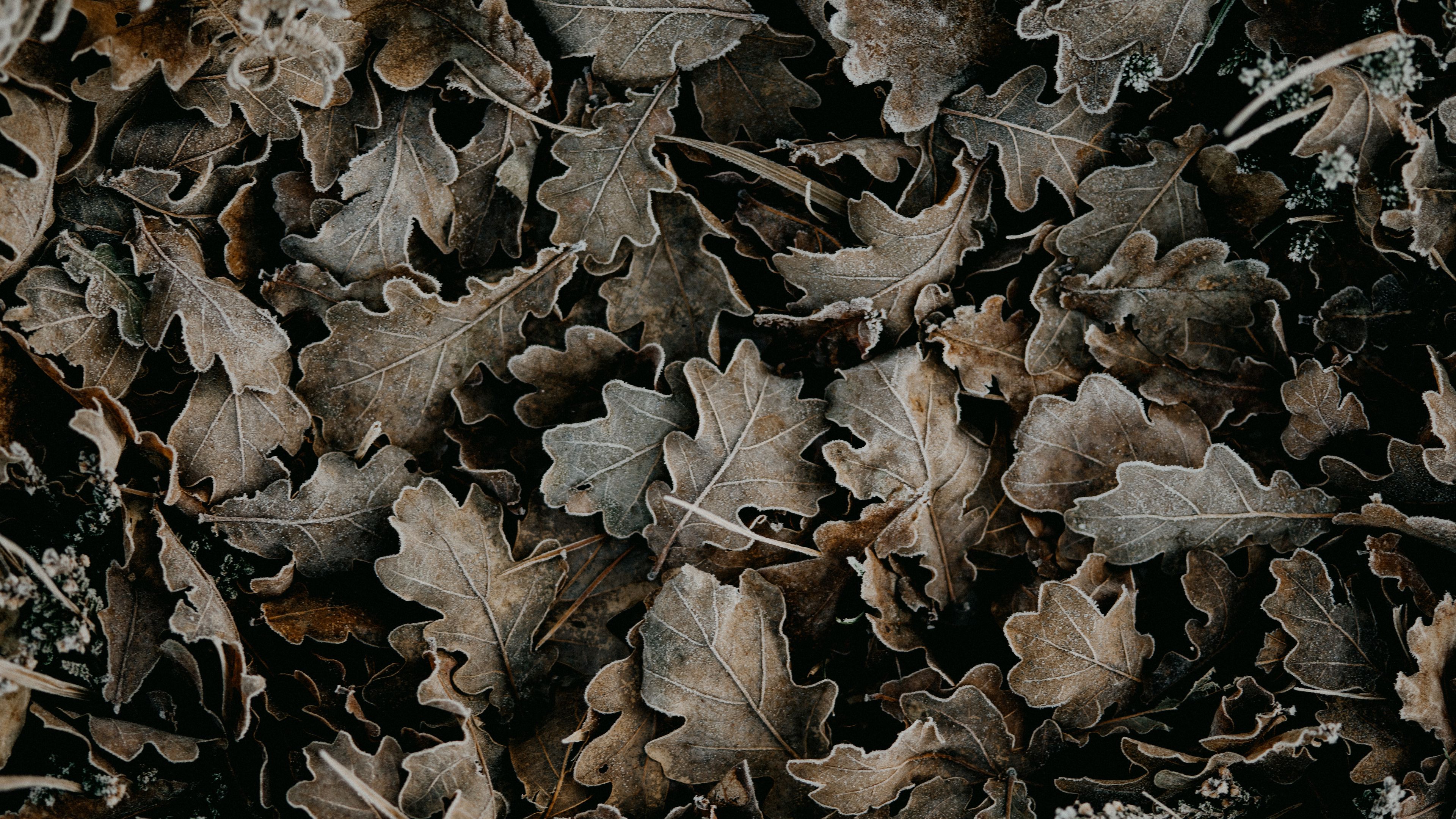 Download wallpaper 3840x2160 leaves, dry, fallen, macro 4k uhd 16:9 hd