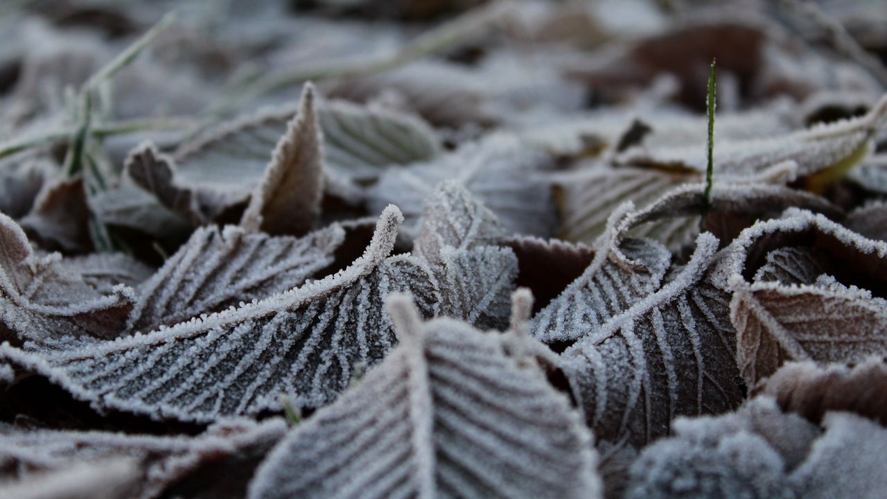 Wallpaper leaves, dry, frost, macro