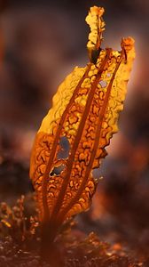 Preview wallpaper leaves, dry, grass, autumn