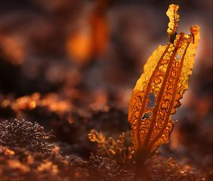 Preview wallpaper leaves, dry, grass, autumn