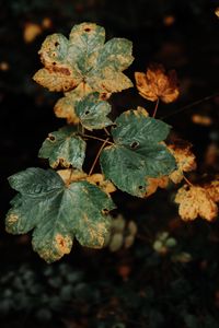 Preview wallpaper leaves, dry, macro, plant