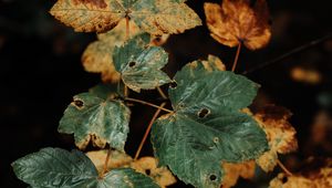 Preview wallpaper leaves, dry, macro, plant