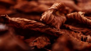 Preview wallpaper leaves, dry, macro, brown, autumn