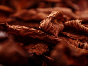 Preview wallpaper leaves, dry, macro, brown, autumn