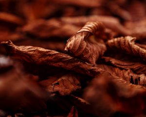 Preview wallpaper leaves, dry, macro, brown, autumn