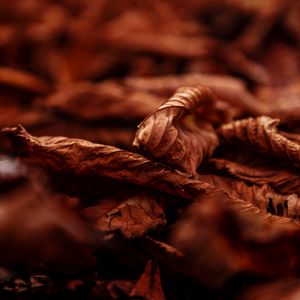 Preview wallpaper leaves, dry, macro, brown, autumn