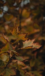 Preview wallpaper leaves, dry, maple, branch, macro