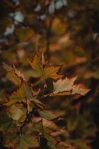 Preview wallpaper leaves, dry, maple, branch, macro