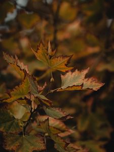 Preview wallpaper leaves, dry, maple, branch, macro