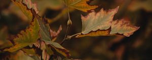 Preview wallpaper leaves, dry, maple, branch, macro