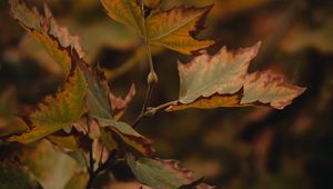 Preview wallpaper leaves, dry, maple, branch, macro