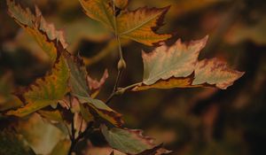 Preview wallpaper leaves, dry, maple, branch, macro