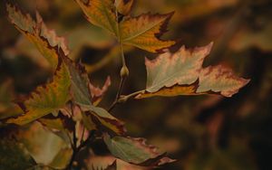 Preview wallpaper leaves, dry, maple, branch, macro