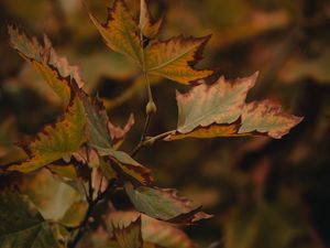 Preview wallpaper leaves, dry, maple, branch, macro