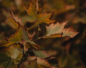 Preview wallpaper leaves, dry, maple, branch, macro