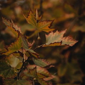 Preview wallpaper leaves, dry, maple, branch, macro