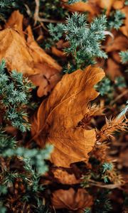 Preview wallpaper leaves, dry, needles, prickly, macro