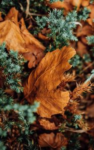 Preview wallpaper leaves, dry, needles, prickly, macro