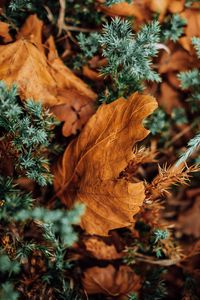 Preview wallpaper leaves, dry, needles, prickly, macro