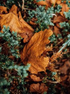 Preview wallpaper leaves, dry, needles, prickly, macro