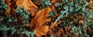 Preview wallpaper leaves, dry, needles, prickly, macro