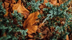 Preview wallpaper leaves, dry, needles, prickly, macro