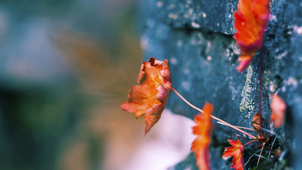 Wallpaper leaves, dry, plants, surface, moss