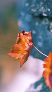 Preview wallpaper leaves, dry, plants, surface, moss