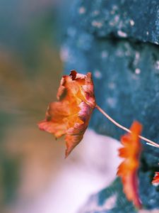 Preview wallpaper leaves, dry, plants, surface, moss