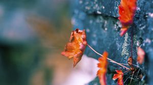 Preview wallpaper leaves, dry, plants, surface, moss