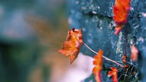 Preview wallpaper leaves, dry, plants, surface, moss