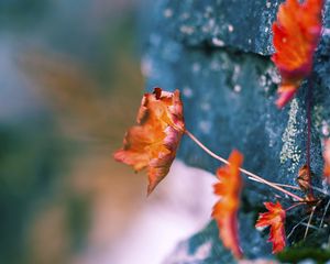 Preview wallpaper leaves, dry, plants, surface, moss