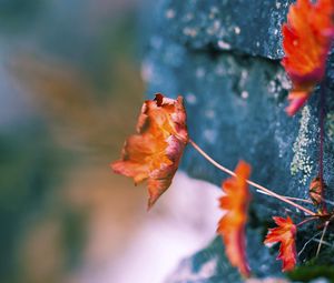 Preview wallpaper leaves, dry, plants, surface, moss