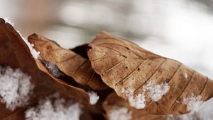 Preview wallpaper leaves, dry, snow, macro