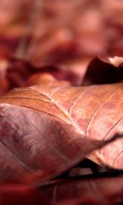 Preview wallpaper leaves, dry, wrinkled, fall