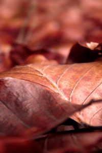 Preview wallpaper leaves, dry, wrinkled, fall